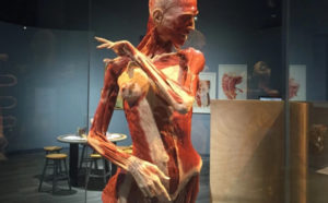 body-worlds-decoded