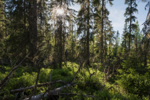 Boreal forest in Sweden.