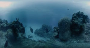 Marine_Imaging_Technologies_4k_VR_Sample_-_YouTube