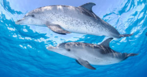 bahamas-dolphins-760x400