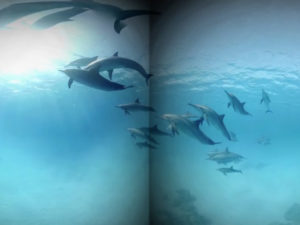 dolphins-vr1-c6eb0237c06b7a0c2cc77a6963b4a75782750a45-s1300-c85