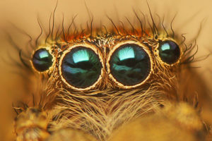 SpiderEyes